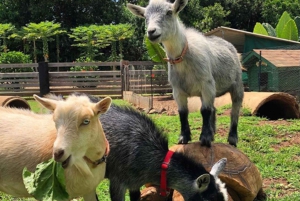 La meilleure journée de North Shore ! Rivière, tortues, ferme avec déjeuner