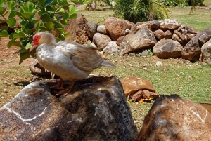 La meilleure journée de North Shore ! Rivière, tortues, ferme avec déjeuner