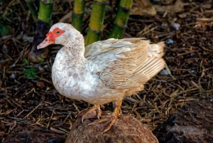 La meilleure journée de North Shore ! Rivière, tortues, ferme avec déjeuner