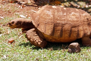 La meilleure journée de North Shore ! Rivière, tortues, ferme avec déjeuner