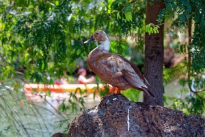 La meilleure journée de North Shore ! Rivière, tortues, ferme avec déjeuner