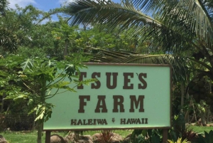 La meilleure journée de North Shore ! Rivière, tortues, ferme avec déjeuner