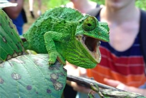 Northshore Maui: Guided Rainforest and Waterfall Walk