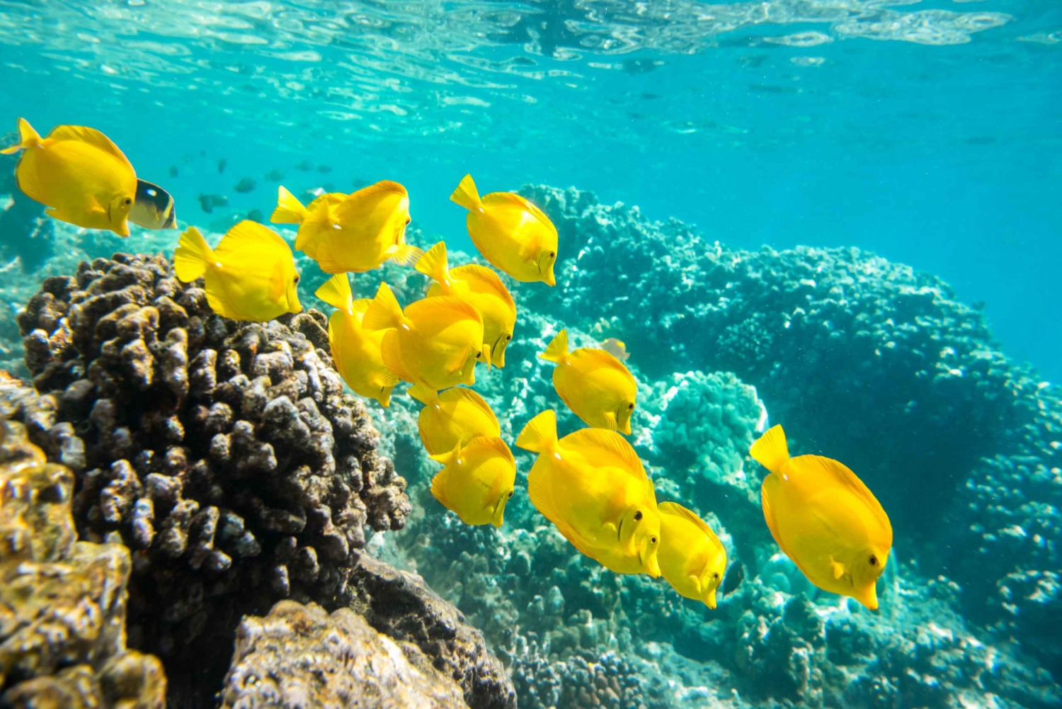 Oahu: Waikiki Snorkel and Sailing Day Trip with Lunch