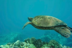 Oahu: Waikiki Snorkel e viagem de 1 dia de vela com almoço