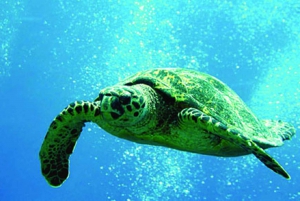 Oahu: 3-Hour Waikiki Snorkel & Sailing Adventure with Lunch