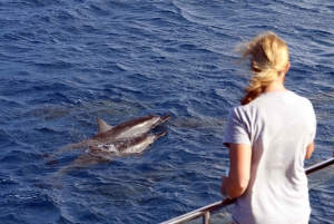 Oahu: 3 zipline-laskua ja all inclusive -delfiinien katselu- ja snorkkeliristeily