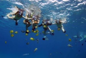Oahu: 3 zipline-laskua ja all inclusive -delfiinien katselu- ja snorkkeliristeily
