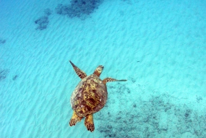 Oahu: 3 zipline-laskua ja all inclusive -delfiinien katselu- ja snorkkeliristeily