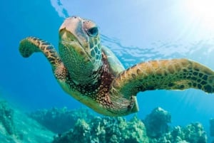 Honolulu : Tour en bateau à fond de verre le long de la côte sud d'Oahu