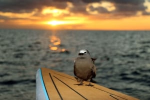 Oahu: Sunset Snorkeling and Hawaiian Buffet From Ko Olina
