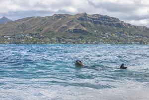 Oahu : Une authentique aventure hawaïenne à la voile vers Mokuluas