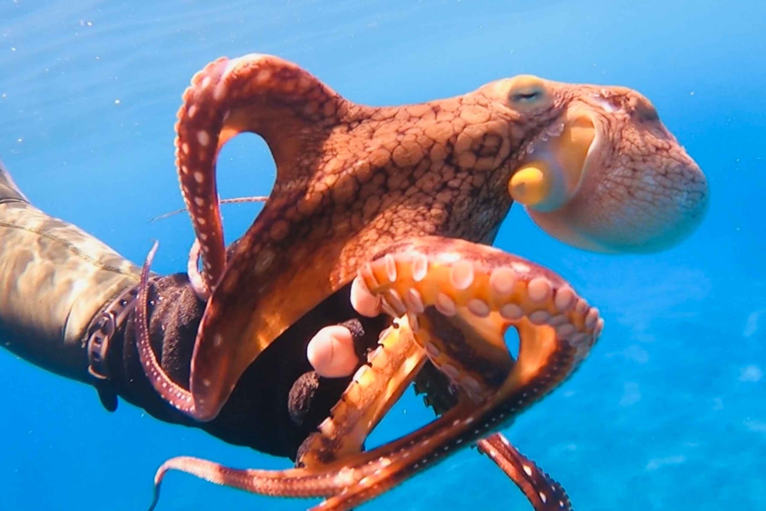 Oahu: immersione SCUBA per principianti a Electric Beach