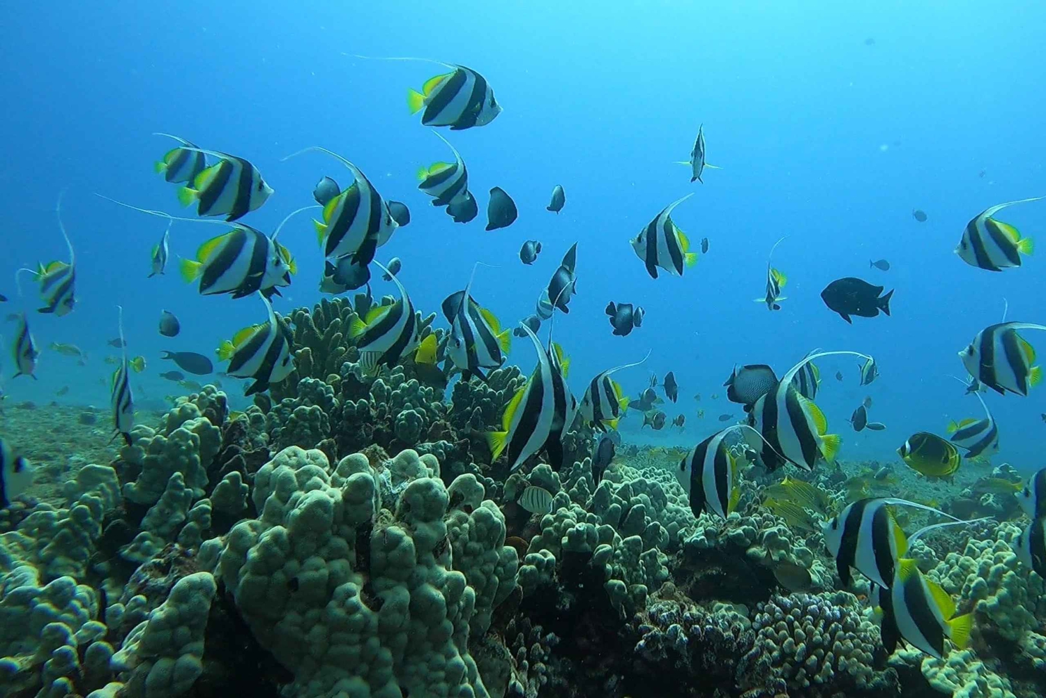 Oahu: immersione SCUBA per principianti a Electric Beach