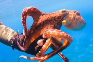 Oahu: immersione SCUBA per principianti a Electric Beach