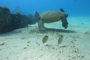 Oahu: immersione SCUBA per principianti a Electric Beach