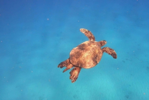 Oahu: immersione SCUBA per principianti a Electric Beach
