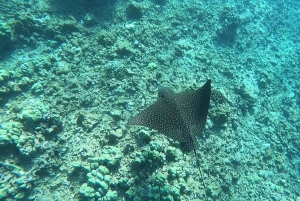 Oahu: immersione SCUBA per principianti a Electric Beach