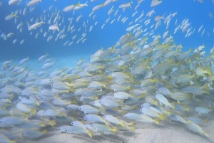Oahu: immersione SCUBA per principianti a Electric Beach