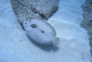 Oahu: immersione SCUBA per principianti a Electric Beach