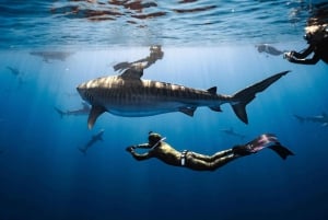Oahu : Aventure de plongée sans cage avec les requins