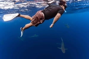 Oahu : Aventure de plongée sans cage avec les requins