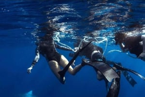 Oahu : Aventure de plongée sans cage avec les requins