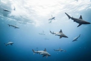 Oahu : Aventure de plongée sans cage avec les requins