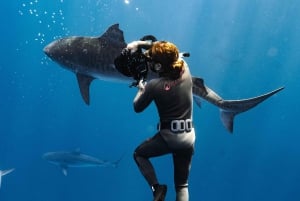 Oahu : Aventure de plongée sans cage avec les requins