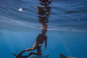 Oahu : Aventure de plongée sans cage avec les requins