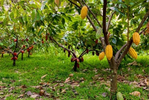 Oahu: Omvisning på sjokoladegård med smaksprøver - Kamananui Cacao