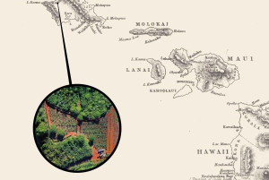 Oahu: Chocolate Farm Tour with Tasting - Kamananui Cacao