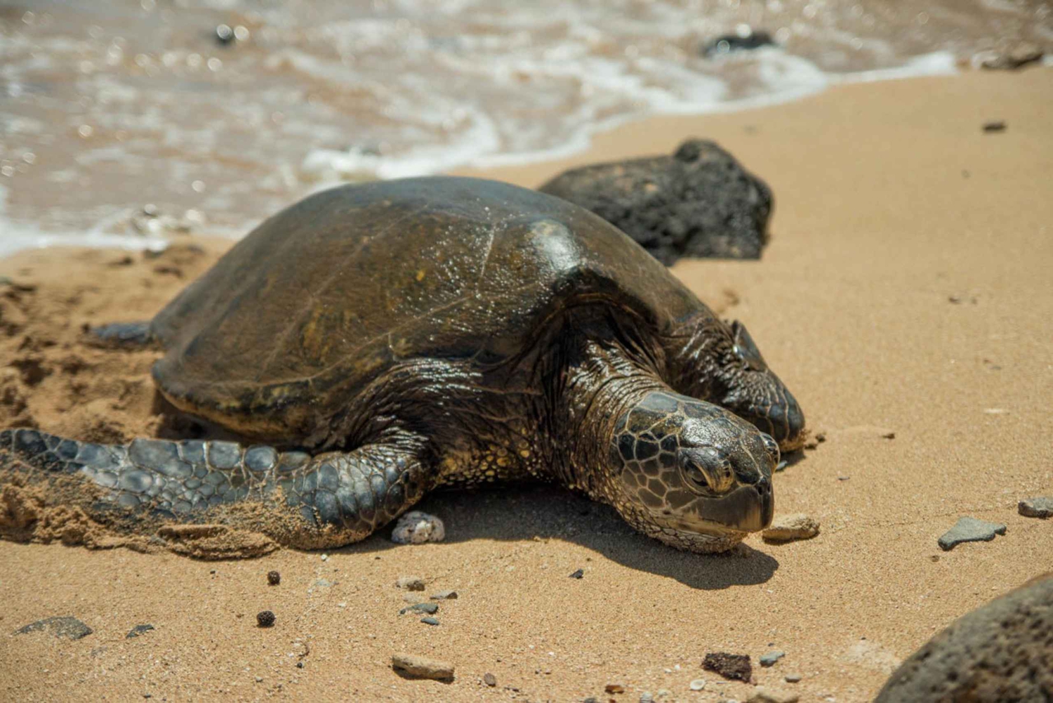 Oahu: Dagstur til Circle Island med reketallerkenlunsj