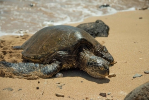 Oahu: Dagstur til Circle Island med reketallerkenlunsj