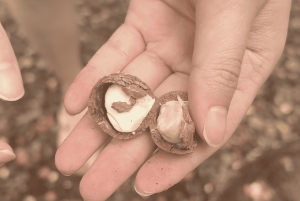 Oahu: Dagstur til Circle Island med reketallerkenlunsj