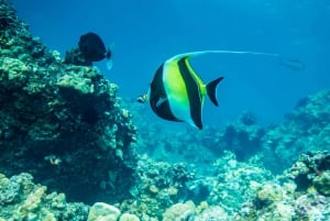 Oahu: Excursão de mergulho com snorkel em Circle Island
