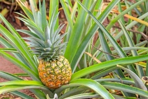 Oahu: Circle Island Top Sights Full-Day Tour w/ Local Guide