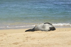 Oahu Circle Island Tour - Best Spots & Beaches