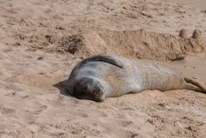 Rondreis rond het eiland Oahu - Beste plekken en stranden