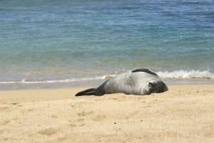 Rondreis rond het eiland Oahu - Beste plekken en stranden