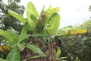 Oahu: Circle Island Tour with Lunch & Waimea Waterfall