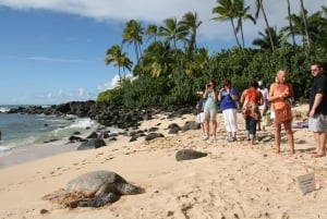 Oahu: Waimea vesiputouksen kanssa