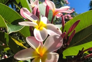 Oahu: Waimea vesiputouksen kanssa