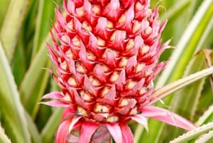 Oahu: Waimea vesiputouksen kanssa