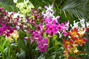 Oahu: Waimea vesiputouksen kanssa