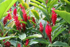 Oahu: Waimea vesiputouksen kanssa