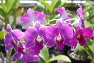 Oahu: Waimea vesiputouksen kanssa