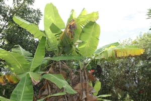 Oahu: Waimea vesiputouksen kanssa