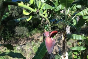 Oahu: Waimea vesiputouksen kanssa