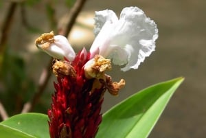 Oahu: Waimea vesiputouksen kanssa